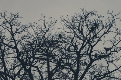 Low angle view of bare trees against sky