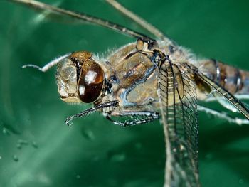 Dragonfly in ortenberg