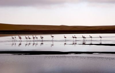 Flamingoes perching by lake against sky