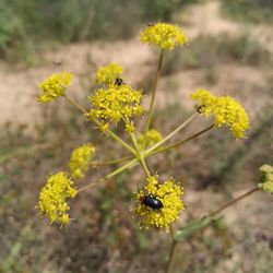 Close-up of yellow flowering plant on field
