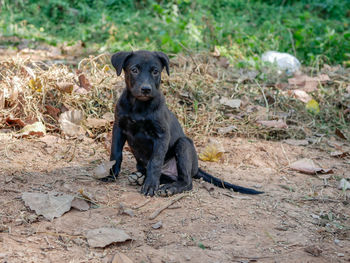 Portrait of black dog sitting on land