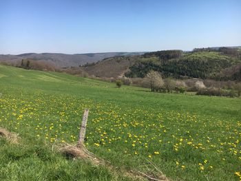 Scenic view of grassy field against clear sky