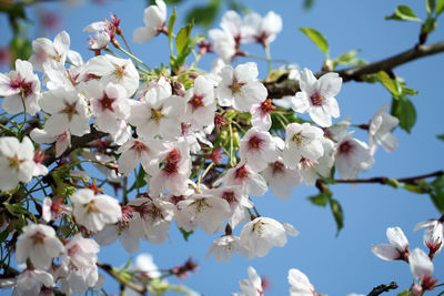 Close-up of apple blossoms in spring