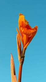 Low angle view of orange flower against blue sky