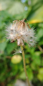 Close-up of wilted dandelion flower