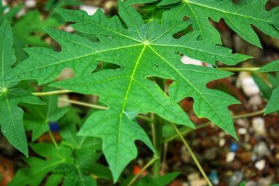 High angle view of leaves on plant