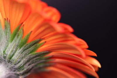 Close-up of orange flower against black background