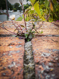 Close-up of plant