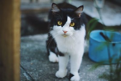 Close-up portrait of cat