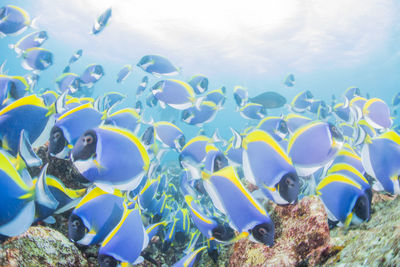 Fish swimming in sea