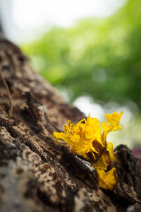 Close-up of yellow flowering plant on tree trunk