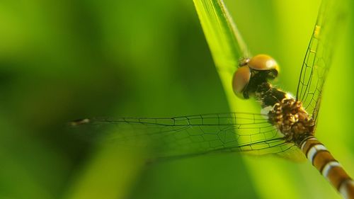 Close-up of damselfly on leaf