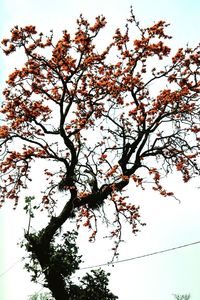 Low angle view of flowers on tree