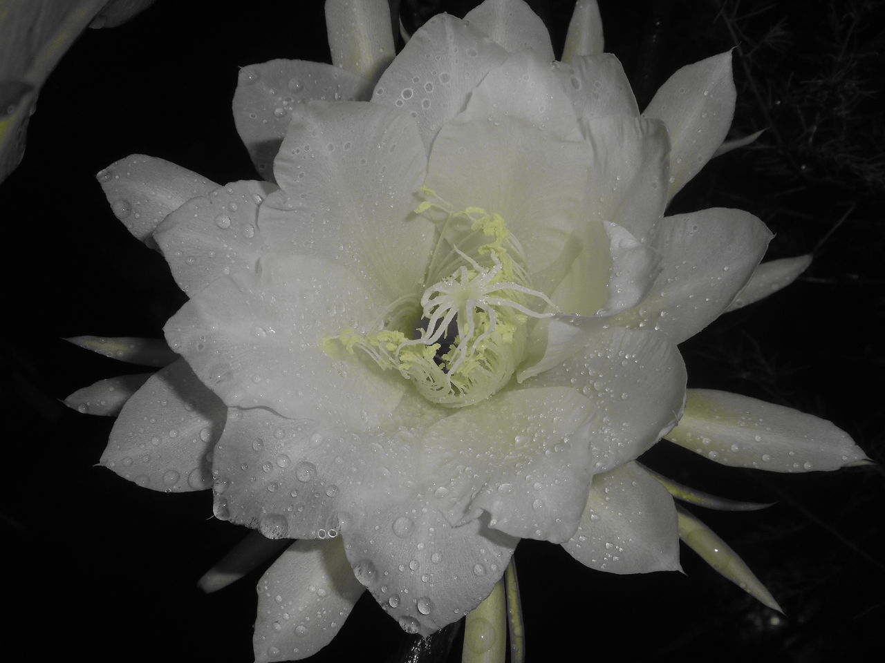 CLOSE-UP OF RAINDROPS ON WHITE ROSE FLOWER