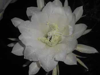 Close-up of wet white flowering plant