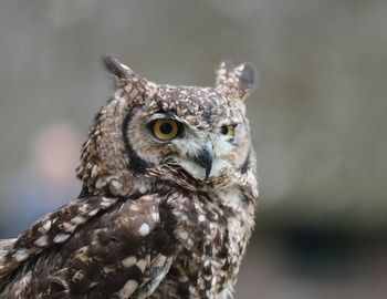 Close-up portrait of owl