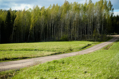 Trees on grassy field