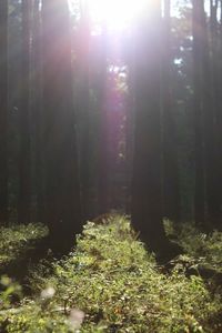 Sun shining through trees