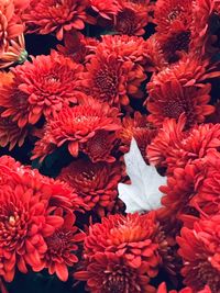 Full frame shot of red flowers