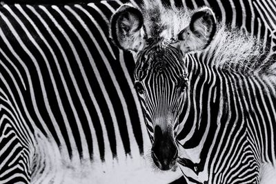 Close-up portrait of zebra