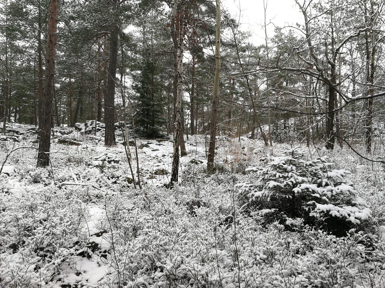 TREES ON FIELD DURING WINTER