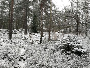 Trees growing on field in forest during winter