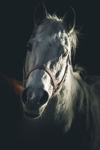 Portrait of white horse dark and  dramatic style image