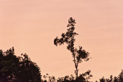 Low angle view of silhouette tree against sky during sunset