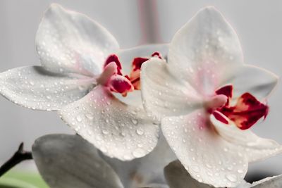 Close-up of wet flower on rainy day