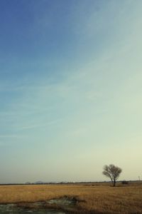 Scenic view of field against clear blue sky