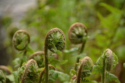 Close-up of fern