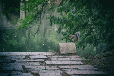 High angle view of monkey on rock by trees