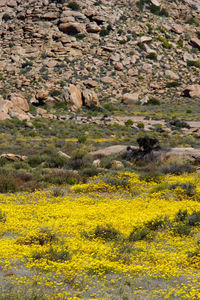 High angle view of yellow flowering plants on field