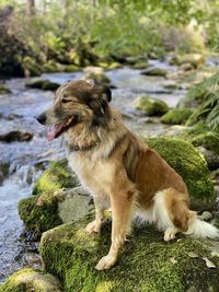 Dog looking away on rock