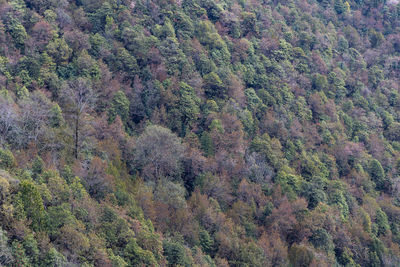 Full frame shot of trees in forest