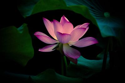 Close-up of lotus water lily