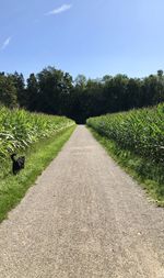 Road amidst plants and trees against sky