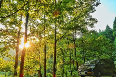 Trees in forest