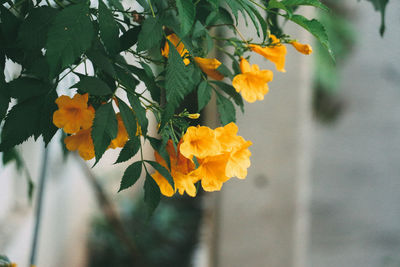 Close-up of orange leaves on plant