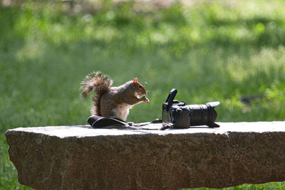 View of squirrel with camera on the bench
