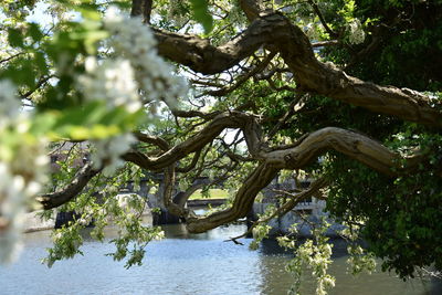 Trees growing by lake