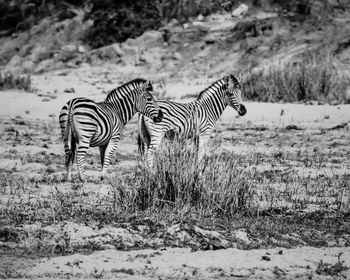 Zebra standing on field