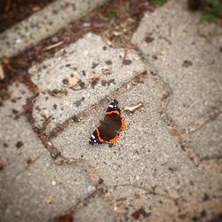 High angle view of ladybug