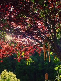 Low angle view of trees