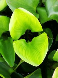 Close-up of green plant