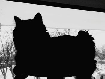 Cat looking up
