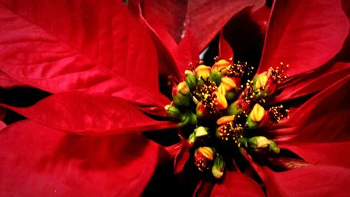 Close-up of red flower