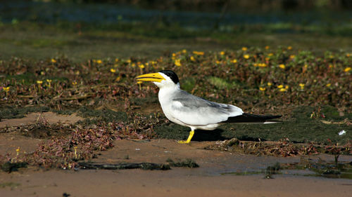 Seagull perching on a land