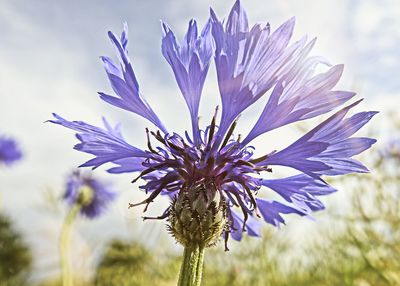 Close-up of purple flowering plant against sky