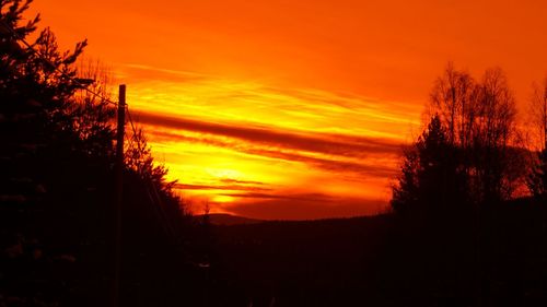 Silhouette trees against orange sky